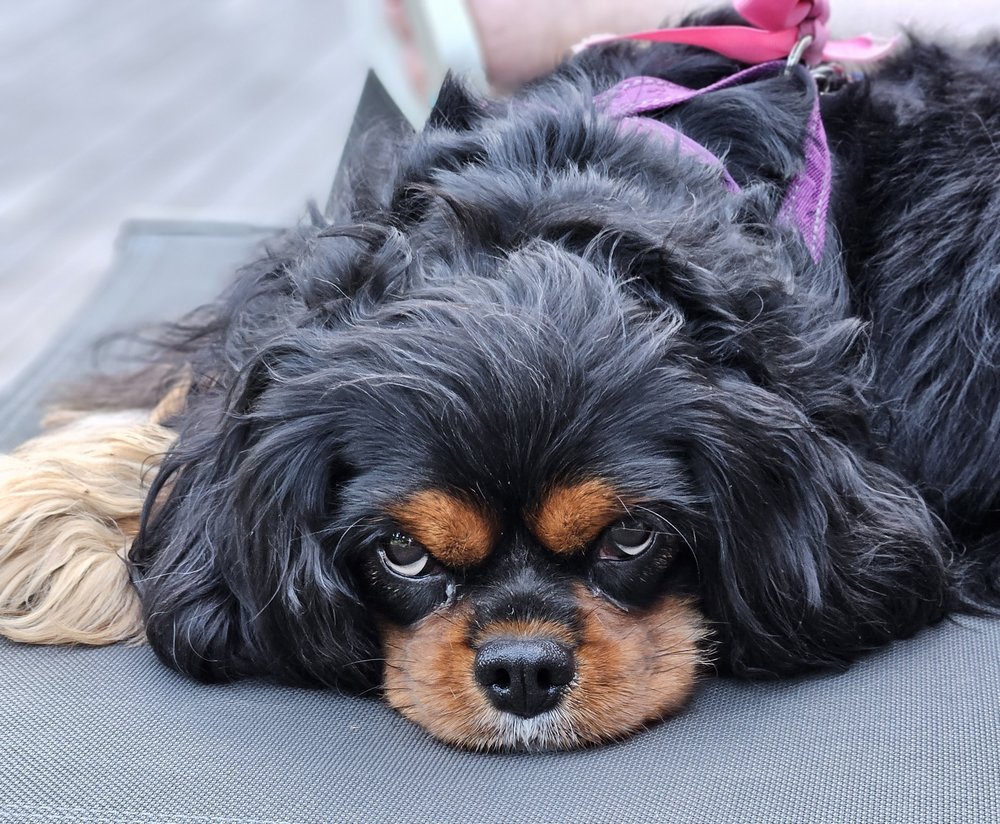 Frida, Cavalier King Charles Spaniel, accovacciata